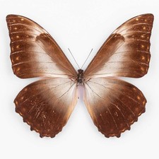 Morpho Telemachus Foucheri ♂