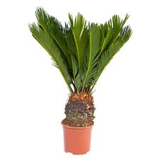 Exotenherz - Japanischer Palmfarn - Cycas revoluta im 14cm Topf