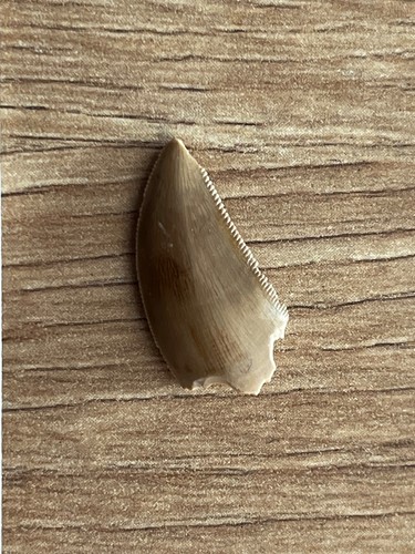 Top erhaltener zahn von - erhaltener,