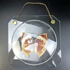 VINTAGE Präparierter Schmetterling hinter Glas Lepidoterologie Butterfly Deko