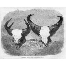 INDIEN Schädel des erwachsenen männlichen und weiblichen Gaur Bison - antiker Druck 1859