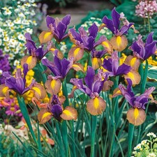 Iris Hollandica Picasso Gr. 6/7   -  violett-gelb - 20 Stück Blumenzwiebeln