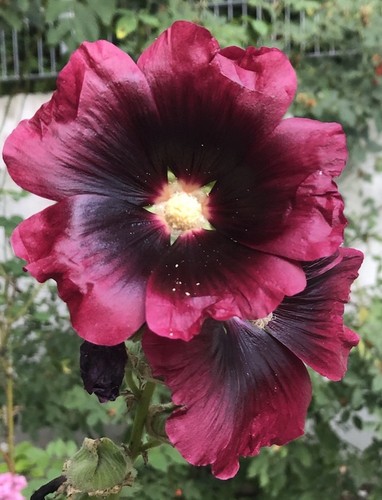 Stockrosen samen für - stockrosen,