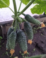 Gurkensamen Masha F1 Samen Einlegegurken Saatgut Семена огурцов Маша F1