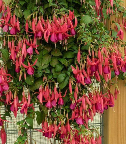 Fuchsien pflanze red spider - fuchsien,