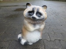 Waschbär lebensgroß aufrecht