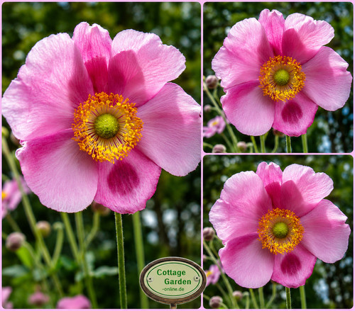 Herbstanemone anemone - herbstanemone,
