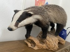 Präparat, Dachs, Jagd,Wild