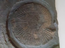 Dactyloceras  70 mm,   auf  Platte   120x130 cm , Ostheim MFr