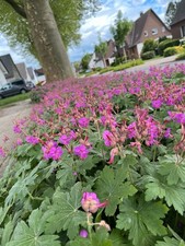 Geranie Storchschnabel