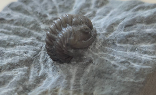 Trilobit calymene blumenbachi - calymene,
