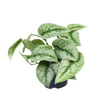 Efeutute scindapsus pictus - efeutute,