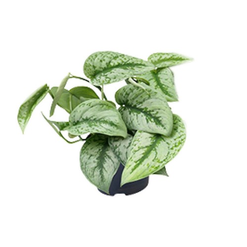 Efeutute scindapsus pictus - efeutute,