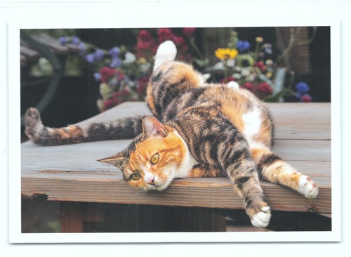 Postkarte katze - postkarte,