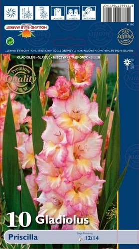 Gladiolus - ,