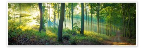 Poster wald panorama martin - wald,