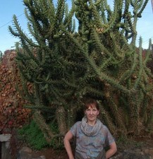 Baum-Kakteen Pflanze für die