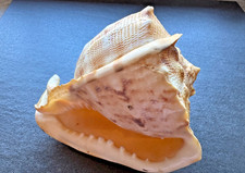 Cassis cornuta helmschnecke - cassis,