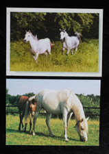2 Postkarten Araber Mix,Arabische Pferde,Pferd,Horse,Tier,Tiere,AK,Ansichtskarte