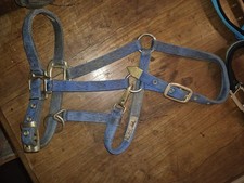 Hamilton Halfter, Arabien, Royal Blue