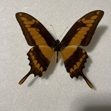 Entomologie*Papilio