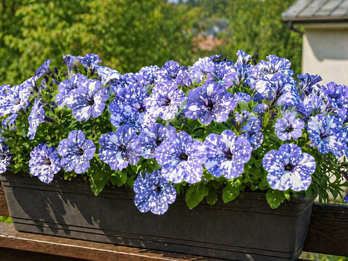 795ko petunia night sky - petunia,