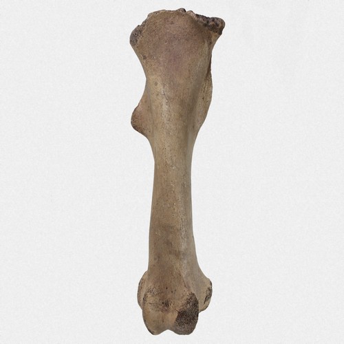 Femur wildpferd equus ferus - femur,