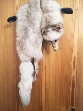 Blaufuchs Pelzstola Pelzkragen Pelzschal Echtfell Echtpelz