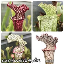 50x Samen Sarracenia