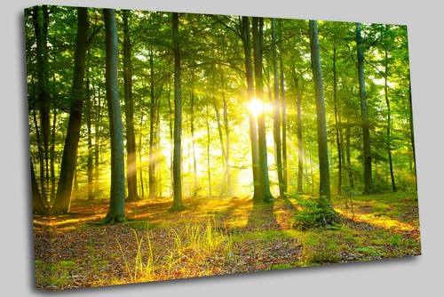 Grüner baum sonnenuntergang - grüner,