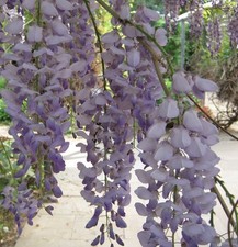 5 Samen Chinesischer