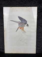 Altes Aquarell Falke Greifvogel Naturstudie Vogelbild koloriert Signiert vintage