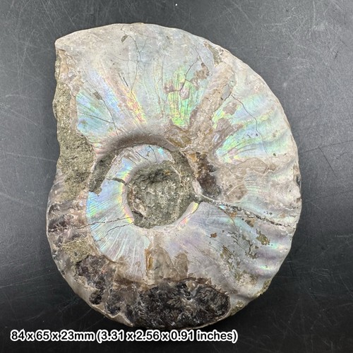 Silber grauer ammonit - ammonit, fossil