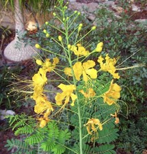10 seeds Yellow Caesalpinia