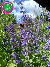 Kräutersamen 🌿 Echte