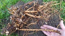 Hop Rhizomes - Chinook