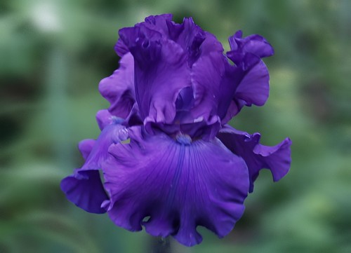 Schwertlilie iris embassy - schwertlilie, /