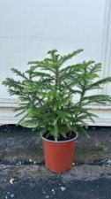 2 Stück Zimmertanne Araucaria