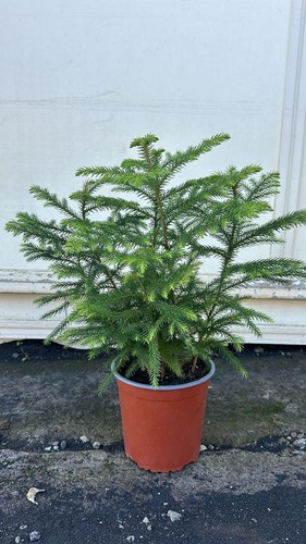 Stück zimmertanne araucaria - stück,