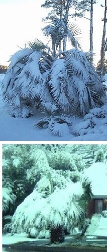 Winterharte himalaya palmen - winterharte, himalaya-palmen