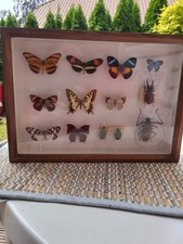 Schmeterlinge, Maikäfer