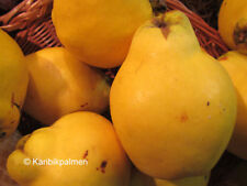 Quittenbaum - Cydonia oblongata - Quitte winterharte Pflanze 150-170cm