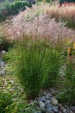 1 x Miscanthus