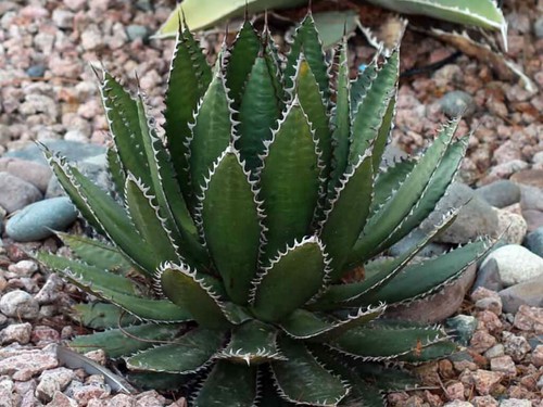 Agave horrida mexcalmetl - agave,