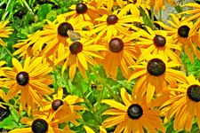 10000 Samen Sonnenhut