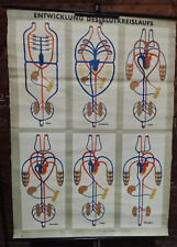 Rollkarte DDR Entwicklung Blutkreislauf Tiere Mensch Anatomie Schulkarte Schule