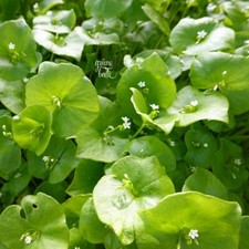 WINTER-PORTULAK 500+ Samen