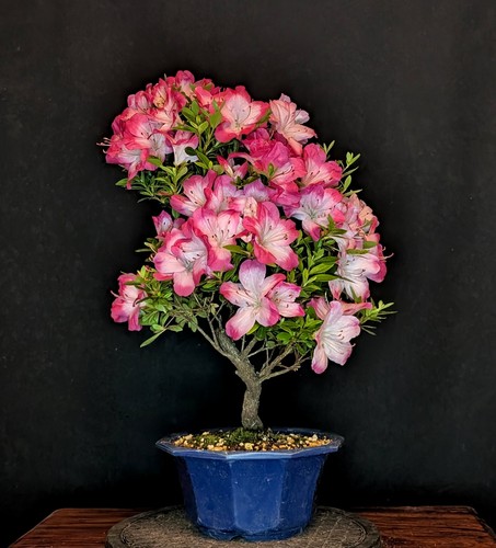 Bonsai japanische azalee - japanische,