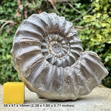 RAR Eugassiceras sauzeanum