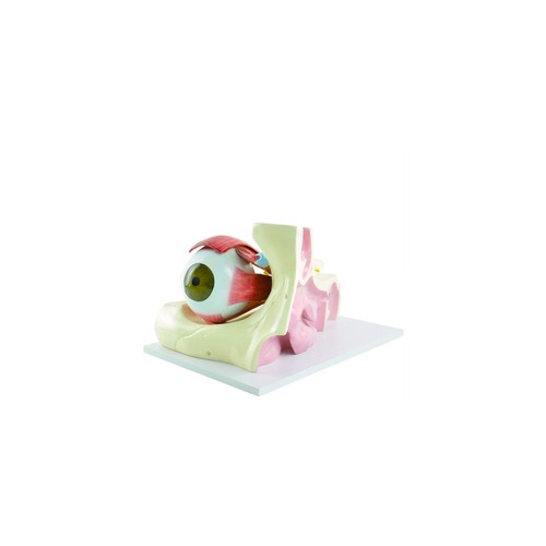 Anatomisches augenmodell mit - anatomisches,
